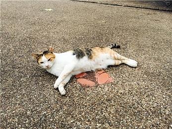 《行尸走肉：命运》Steam页面上线 11月17日发售